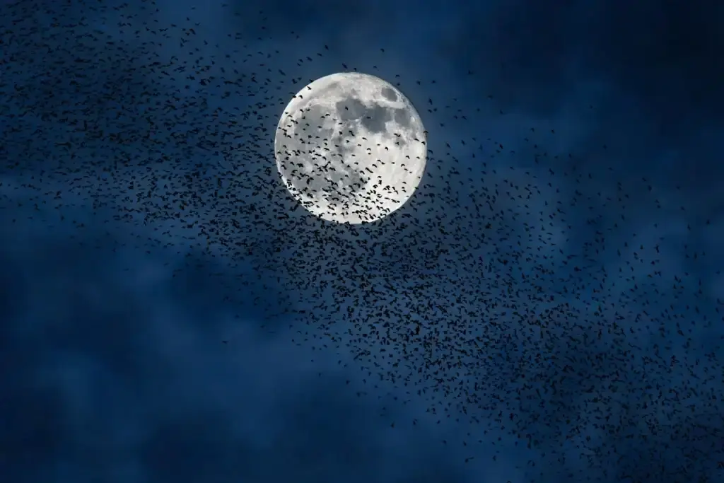 Thousands of migrating birds silhouetted against a full moon in a dark blue night sky