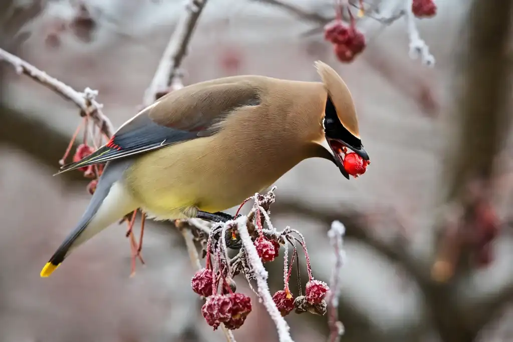 A cedar waxwing eating red rowan berries from a frost-covered branch
