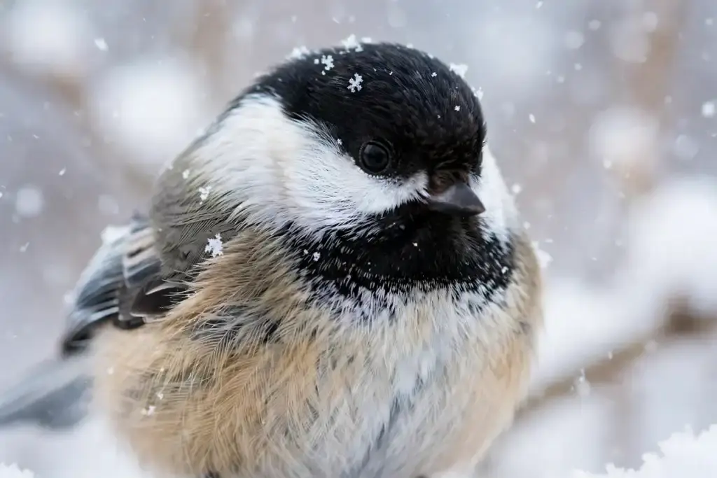 Close-up of a fluffed black-capped chickadee in falling snow showing its insulating feather layer