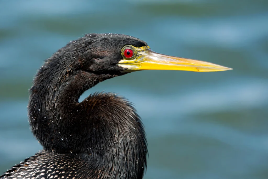 The Anhinga Bird: Why It's More Than Just a Snake Bird 4 Anhinga bird portrait