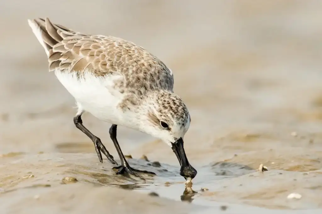 Spoon-billed sandpiper with a spoon-shaped bill feeding on a sandy mudflat