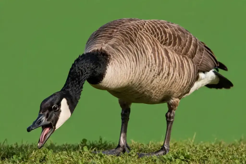 A gander with its neck stretched low and beak open in a hiss, warning an intruder away from its nest