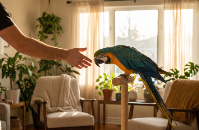 The 5 Root Causes of Parrot Aggression and How to Rebuild Trust