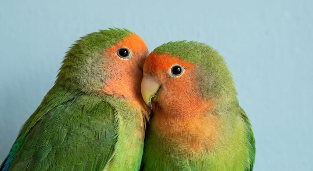 Species Breakdown Peach Faced vs. Fischers Lovebird Price