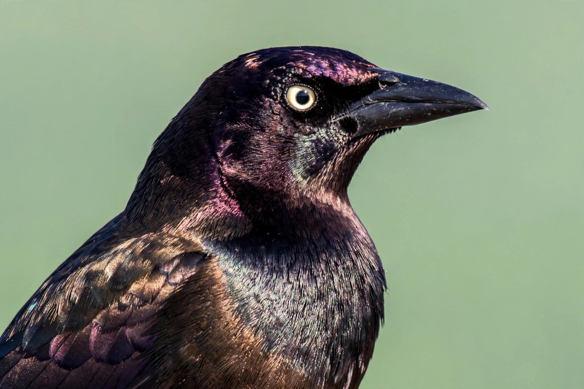Close-up portrait of a common grackle with iridescent bronze-purple plumage and pale yellow eye, the feeder bully behind many how to keep grackles away from bird feeders searches