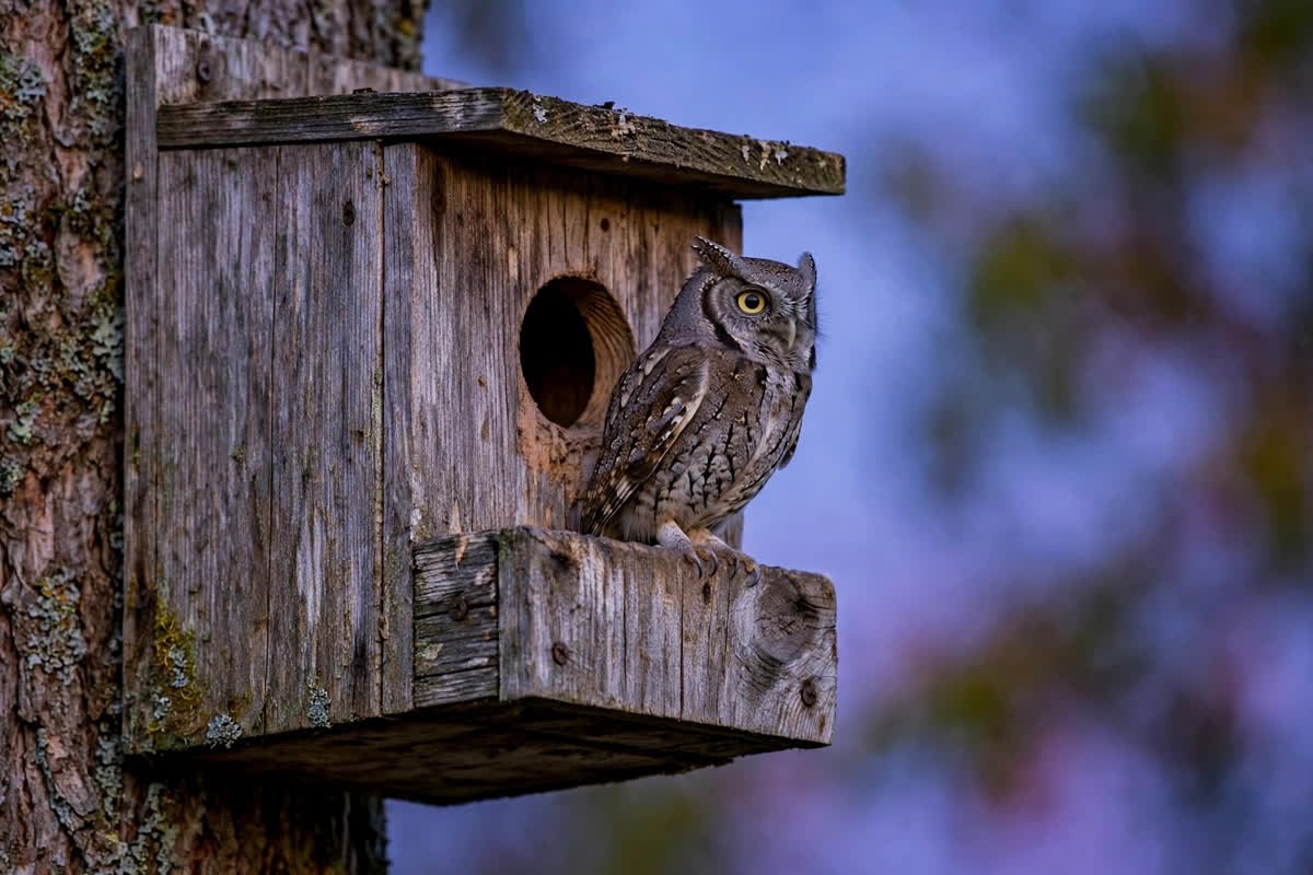 Eastern screech-owl perched at the entrance of a wooden nest box at dusk; one of the best answers for how to attract owls to your yard is a well-built box