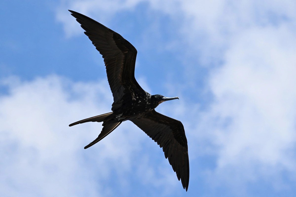 A great frigatebird soaring with long angular wings, one of the few birds that do sleep while flying