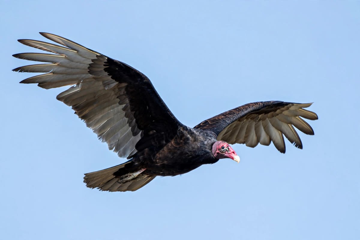 Turkey vulture soaring with wings held in a dihedral V against a blue sky. Scientists studying whether can birds smell point to this species as the champion sniffer of the bird world.
