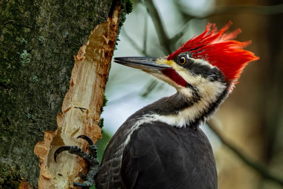 Pileated woodpecker with red crest striking a tree trunk, the behavior behind the question of whether woodpeckers get concussions