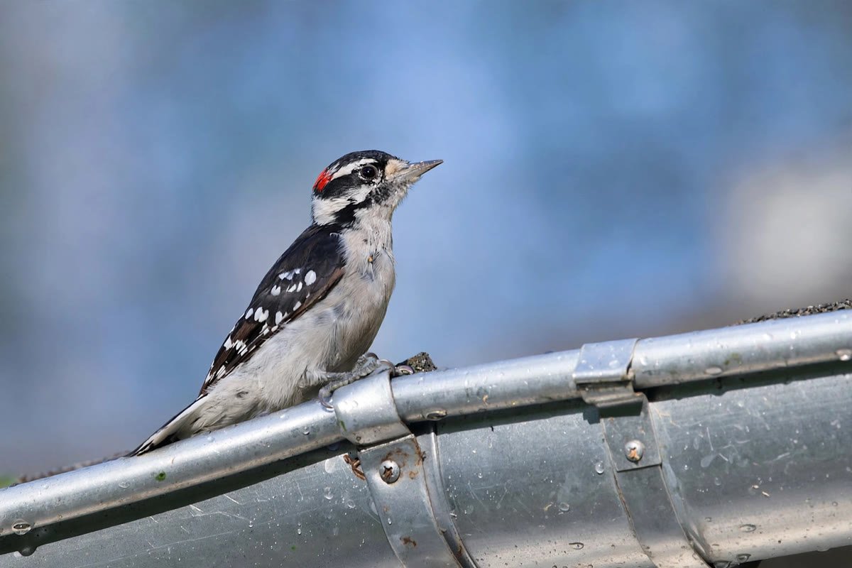 Downy woodpecker perched on a silver metal rain gutter, illustrating why do woodpeckers drum on metal