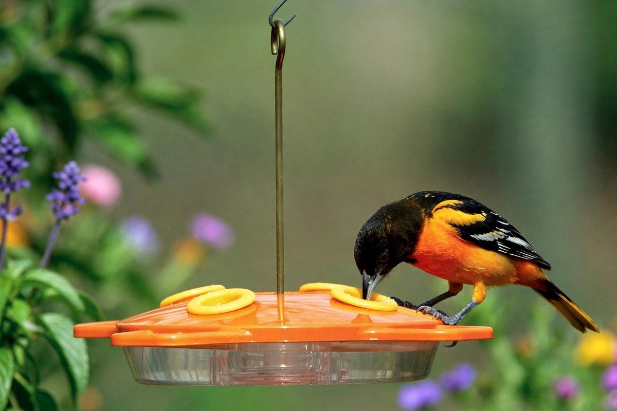 How to Attract Orioles to Your Yard: Feeders, Food, and Habitat 4 A male Baltimore oriole drinking from an orange nectar feeder with large bee-guard ports in a flower garden