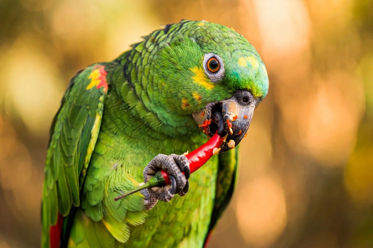 Green amazon parrot crunching a bright red chili pepper, showing that birds can taste spicy food without feeling heat