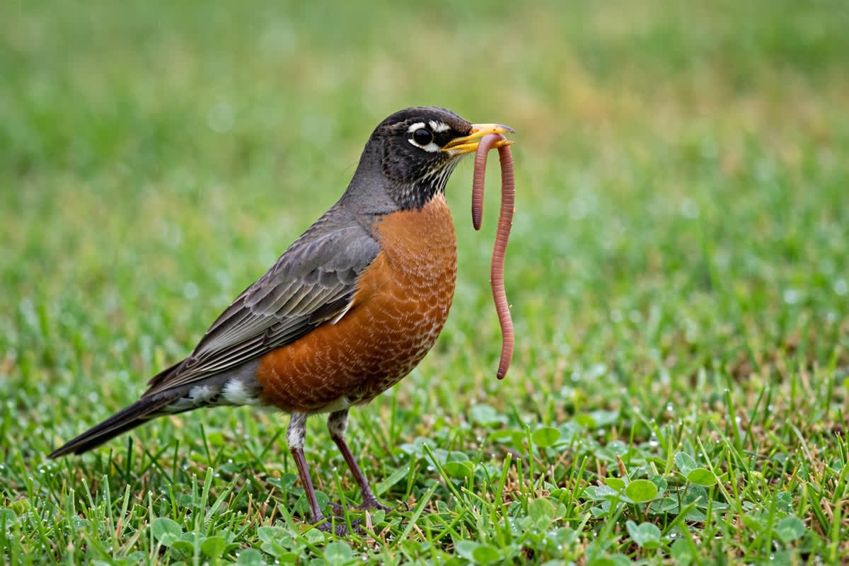 American robin standing on a green lawn holding an earthworm in its beak, illustrating how do robins find worms by sight while hunting