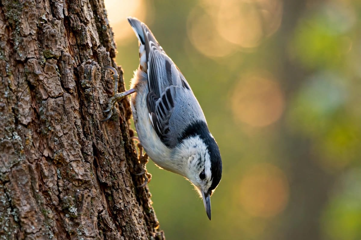 A white-breasted nuthatch climbing headfirst down a tree trunk, explaining why do nuthatches climb down trees