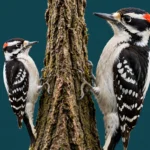 A small downy woodpecker and a larger hairy woodpecker clinging to a tree trunk, showing their black and white plumage and different bill sizes