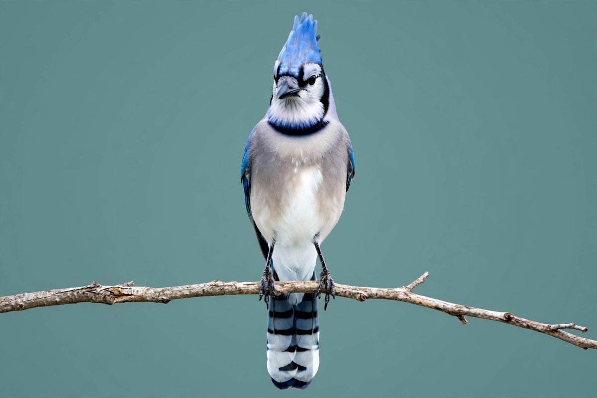 Blue jay portrait on a branch with raised blue crest, black necklace marking, and barred tail feathers