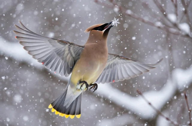 Cedar Waxwing catching falling snowflakes in mid-air in winter