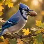 A blue jay holding a large acorn in its beak while perched on an oak branch with autumn leaves