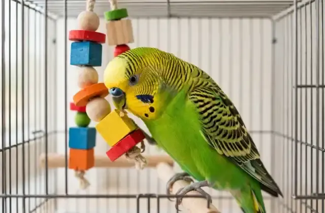 A bright green and yellow budgerigar playing with a colorful wooden toy inside a spacious birdcage
