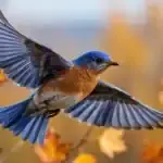 Eastern Bluebird with blue wings and rusty breast in flight against autumn foliage