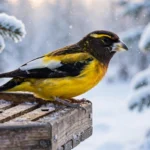 A male evening grosbeak with a dark head, yellow eyebrow stripe and massive pale bill perched on a snowy wooden platform feeder