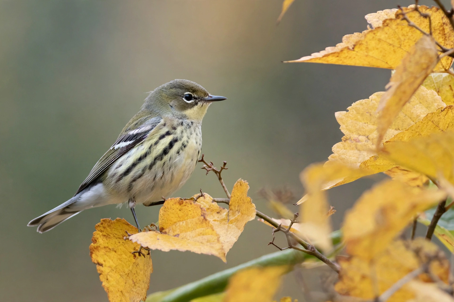 A magnolia warbler in drab fall plumage perched on an autumn branch with yellow leaves