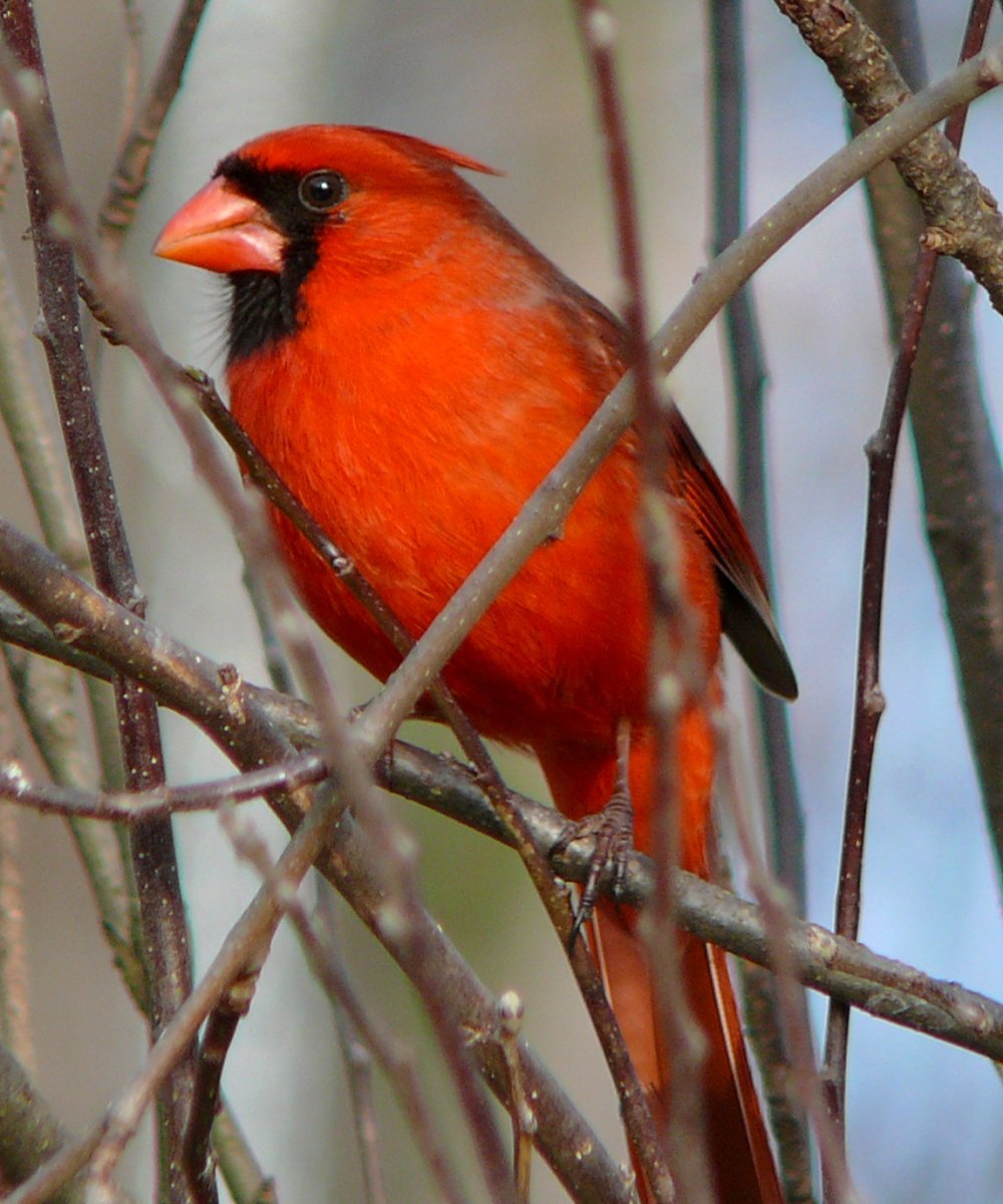 Male Northern Cardinal with bright red plumage perched on a branch
