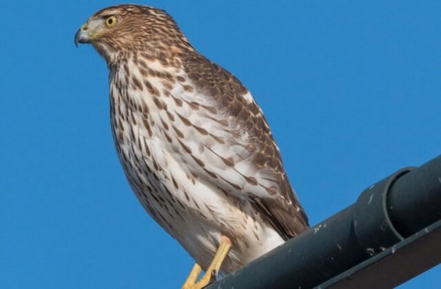 Juvenile Cooper's Hawk with brown streaked plumage perched on a branch