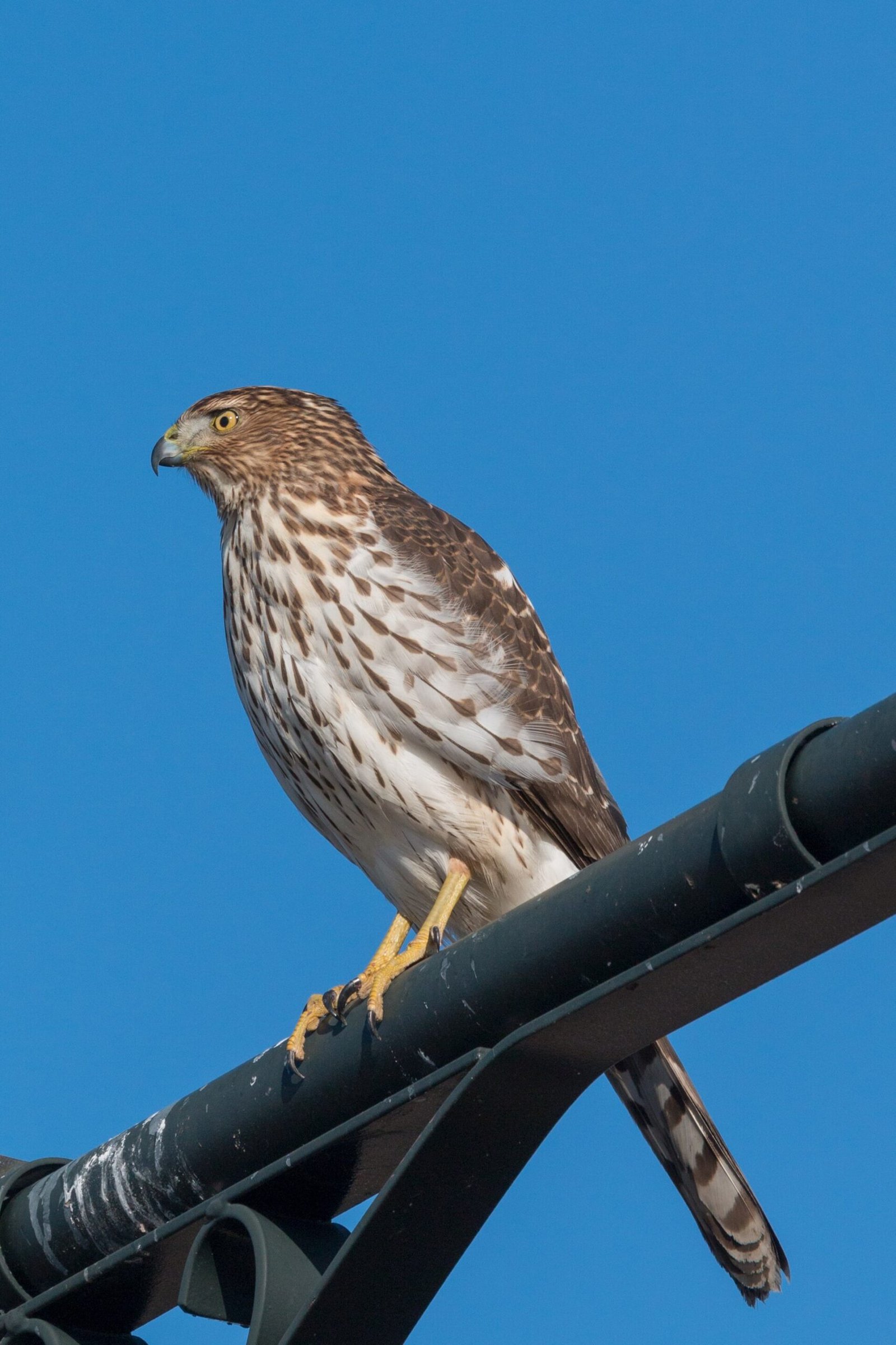Juvenile Cooper's Hawk with brown streaked plumage perched on a branch