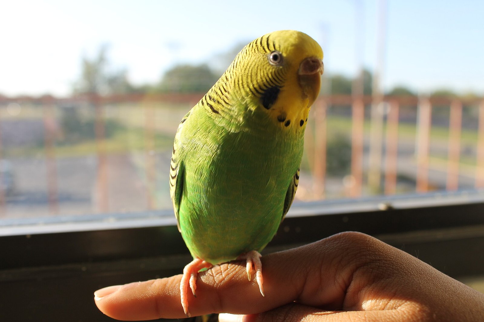 Tame pet budgerigar perched on a person's index finger