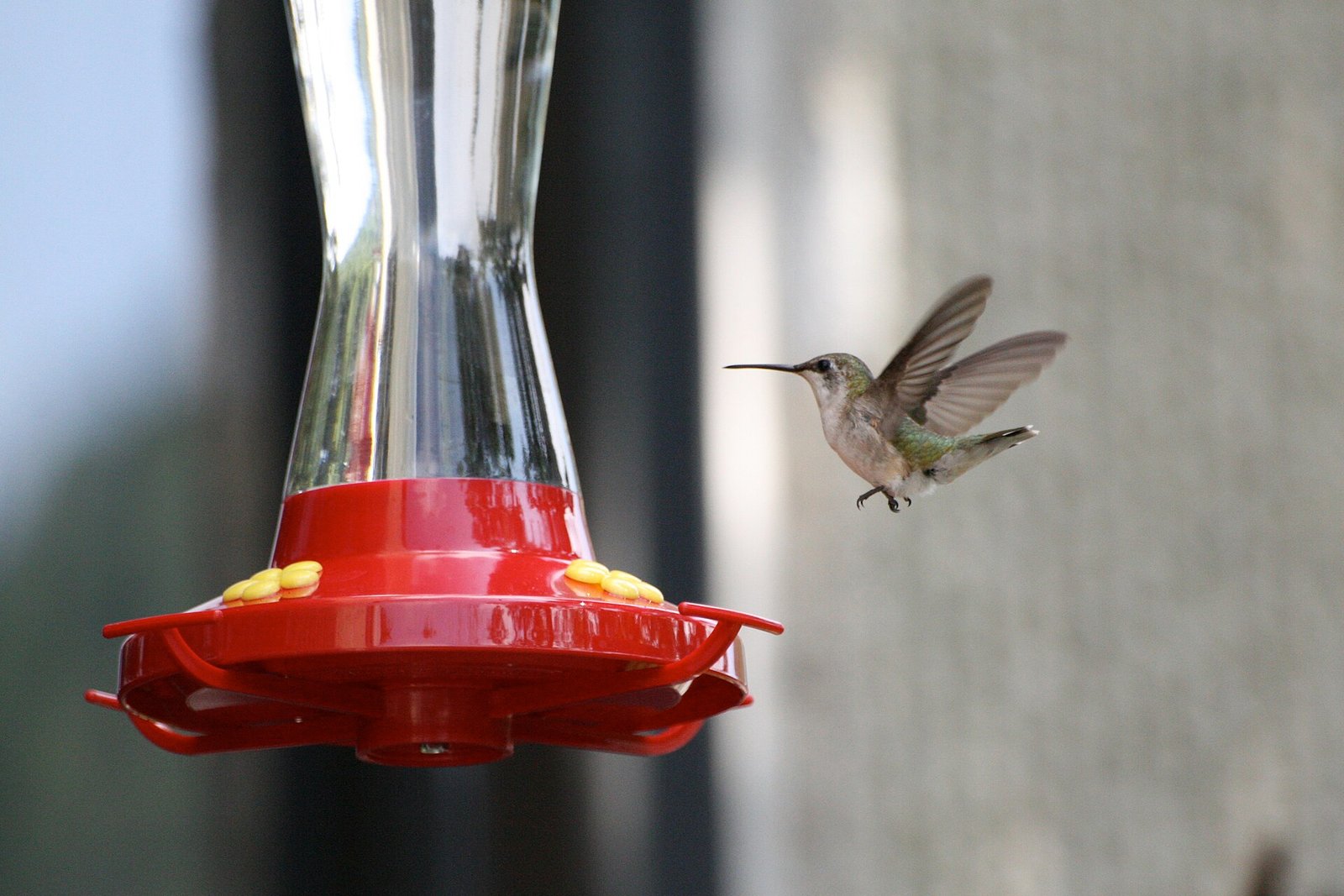 Ruby-throated hummingbird drinking nectar from a backyard hummingbird feeder