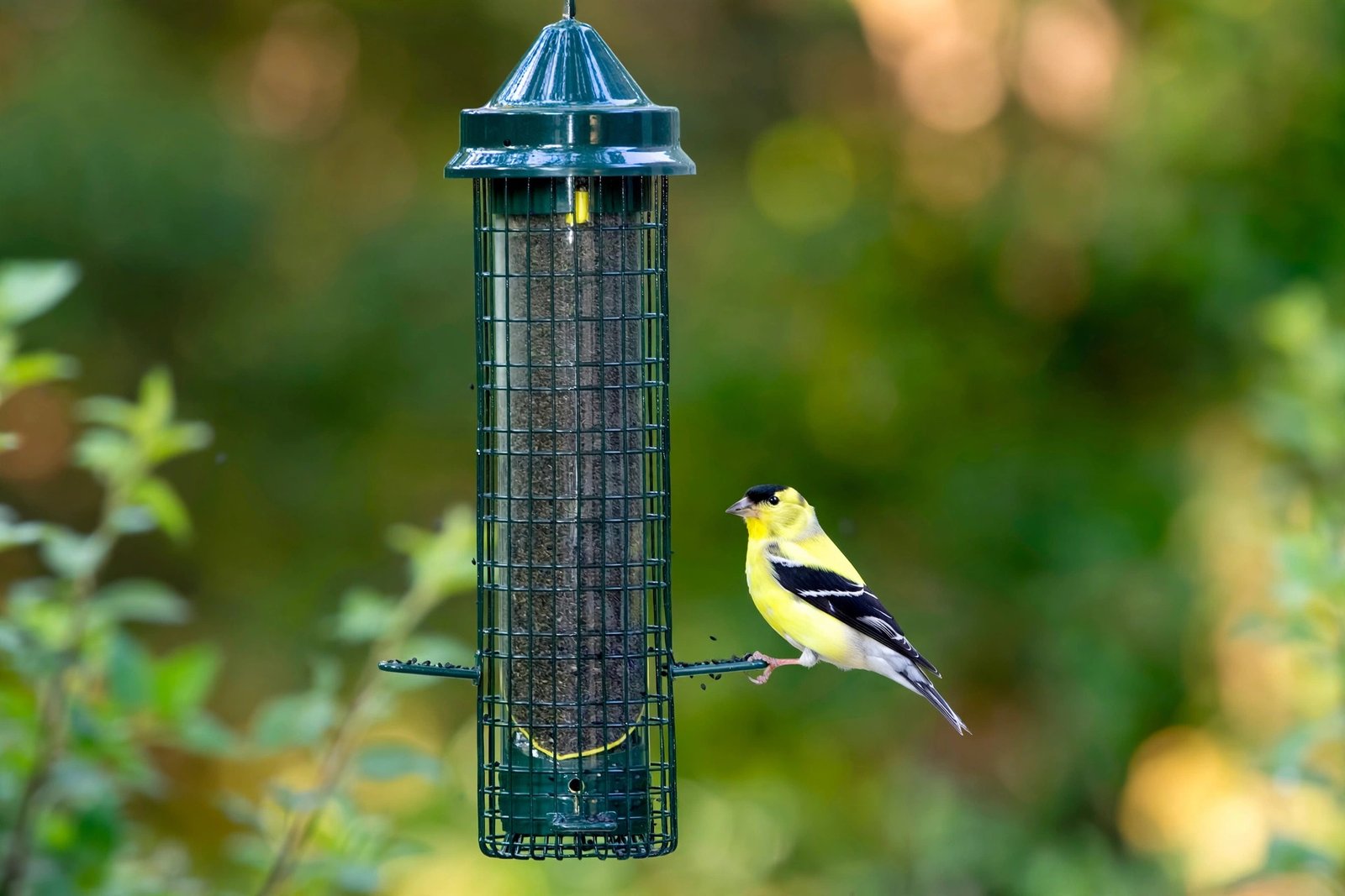 How to attract goldfinches: bright yellow male American goldfinch with black cap perched on a nyjer seed tube feeder in a sunny backyard