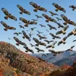 A large kettle of broad-winged hawks circling together in a thermal over an autumn mountain ridge