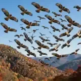 A large kettle of broad-winged hawks circling together in a thermal over an autumn mountain ridge