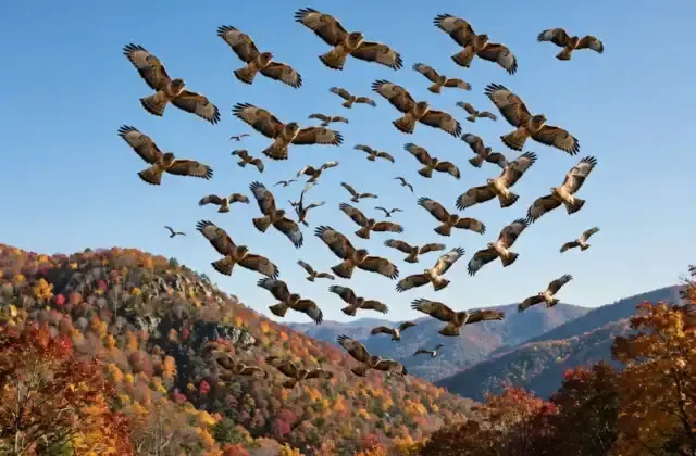 A large kettle of broad-winged hawks circling together in a thermal over an autumn mountain ridge
