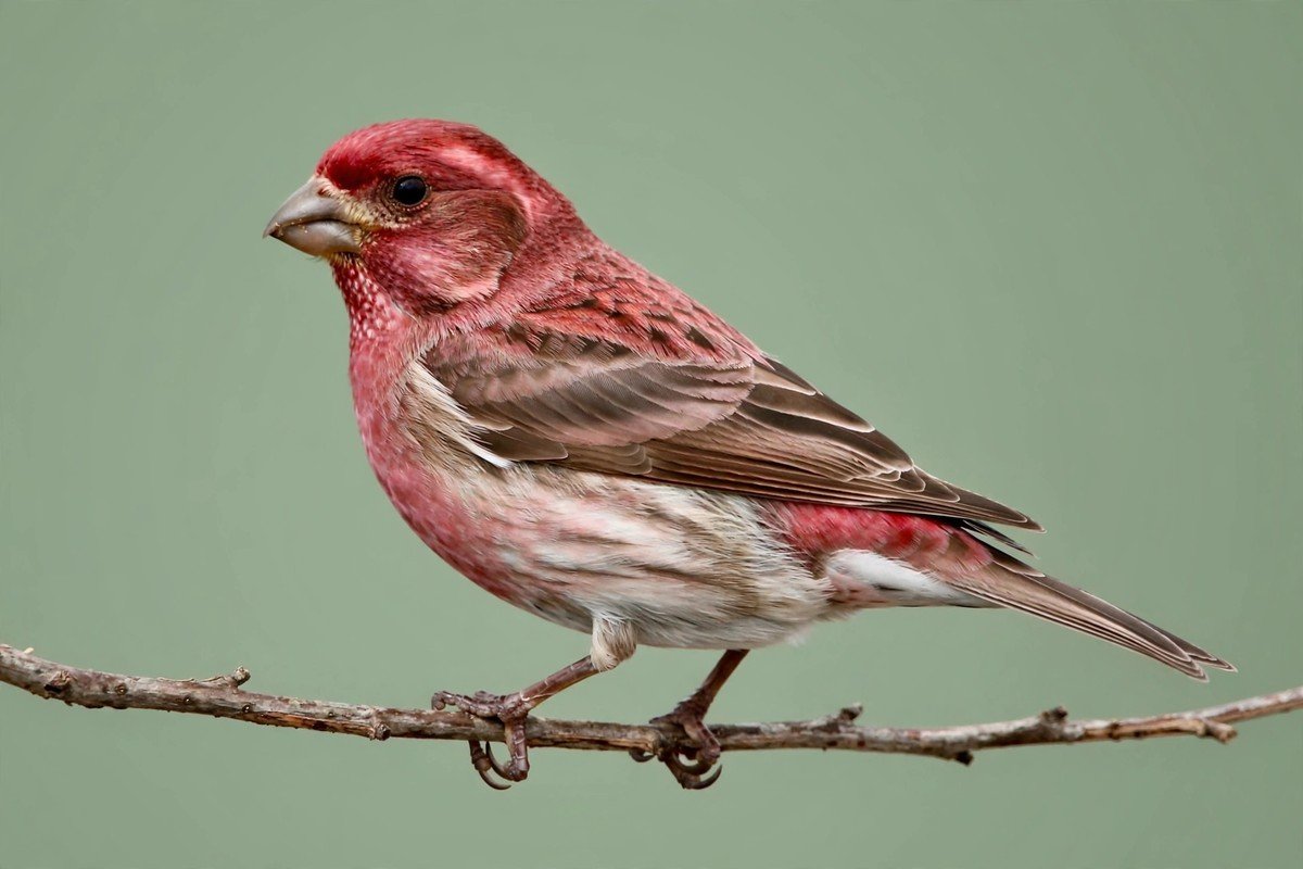 Male purple finch showing raspberry-red wash over head, back, and breast for house finch vs purple finch identification