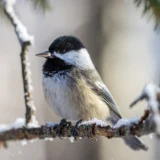 Black-capped Chickadee holding a sunflower seed on a snow-dusted branch in winter