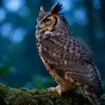 Great horned owl perched on a branch at dusk with its head turned sharply to look back over its shoulder