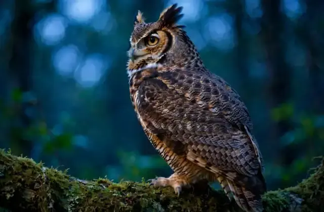 Great horned owl perched on a branch at dusk with its head turned sharply to look back over its shoulder