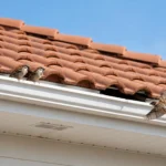 House roof with sparrows near the eaves, showing how to stop birds nesting in roof gaps