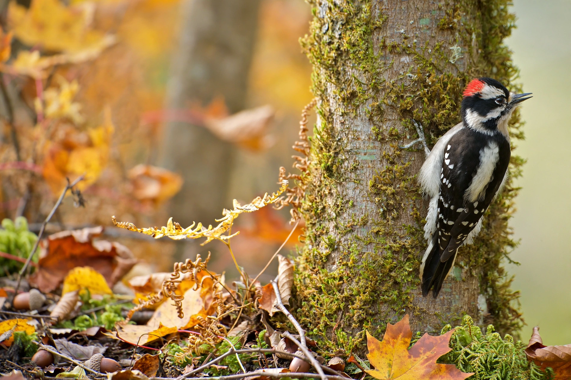 Downy woodpecker clinging to a tree trunk in autumn woodland