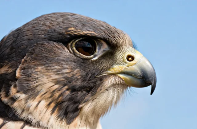 Close-up profile of a falcon head showing its hooked beak against a clear sky