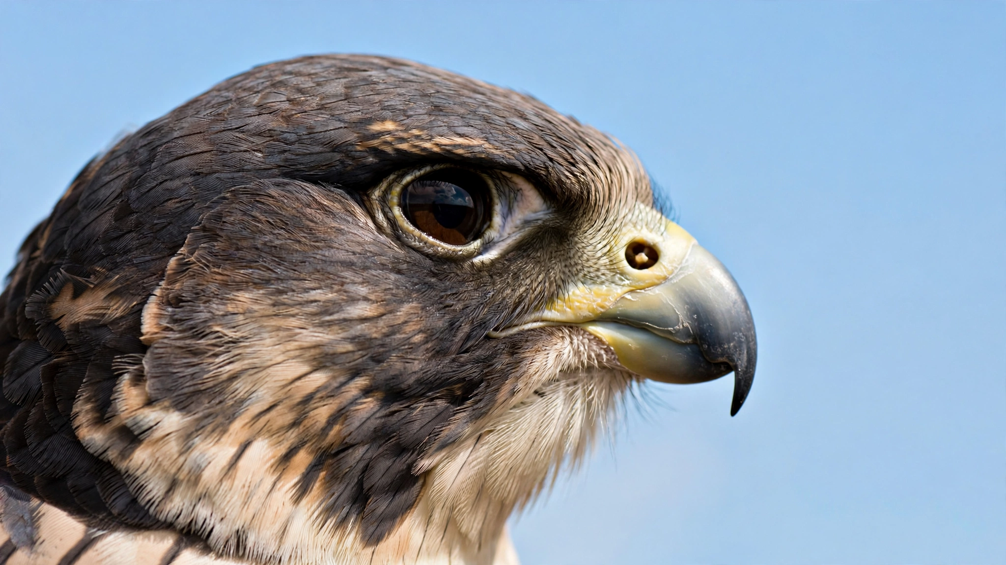 Close-up profile of a falcon head showing its hooked beak against a clear sky