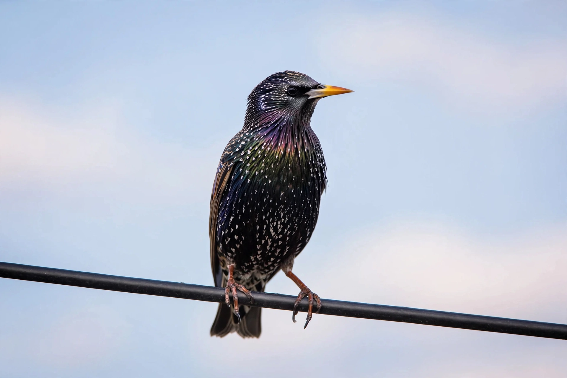 European starling with speckled plumage perched on a single power line against a pale blue sky