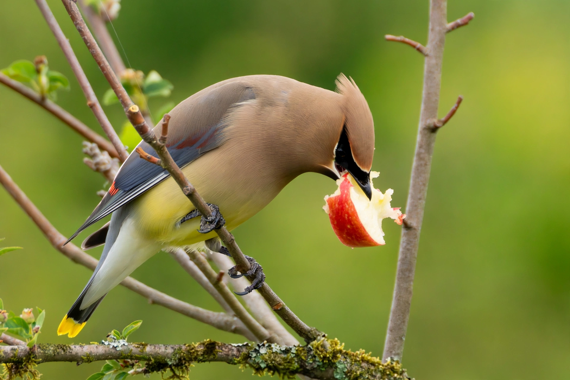 Cedar waxwing eating a red apple slice, proof that birds can eat apples safely when seeds are removed