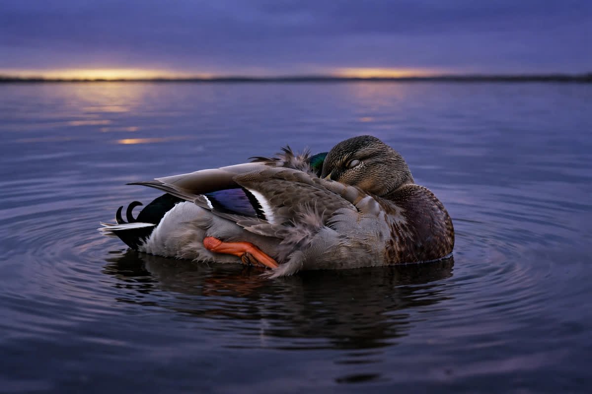 Where Do Birds Sleep at Night? Roosting Secrets Revealed 2 Where do birds sleep at night? A mallard duck sleeping on calm water at dusk with its head tucked into its feathers