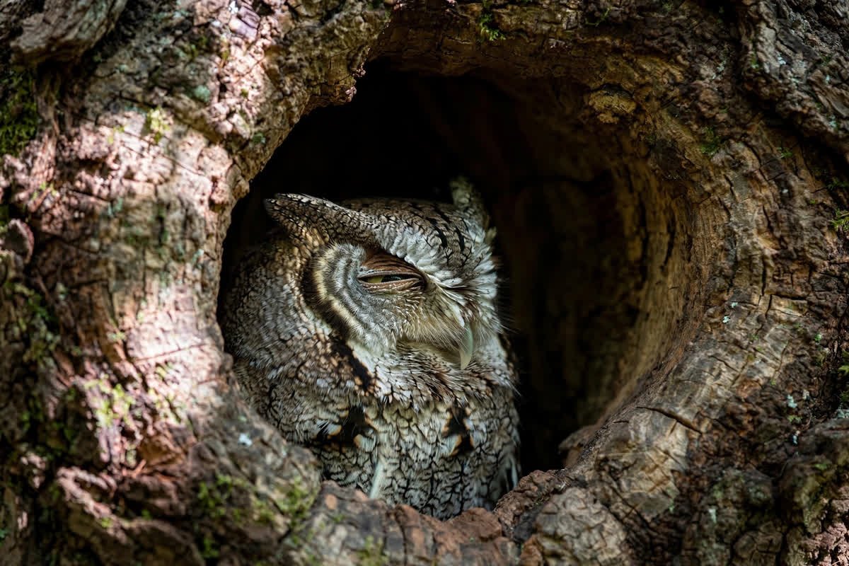 Where Do Birds Sleep at Night? Roosting Secrets Revealed 4 An Eastern screech owl with eyes nearly closed roosting inside a round tree cavity