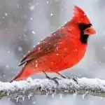 A male northern cardinal with vivid red plumage perched on a snow-covered branch