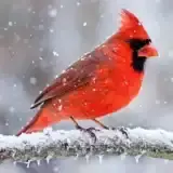 A male northern cardinal with vivid red plumage perched on a snow-covered branch
