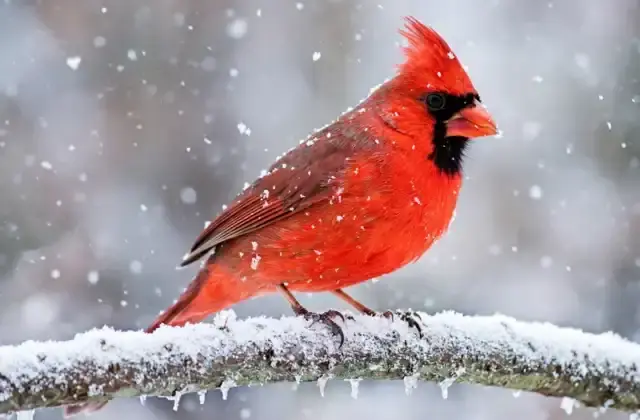 A male northern cardinal with vivid red plumage perched on a snow-covered branch